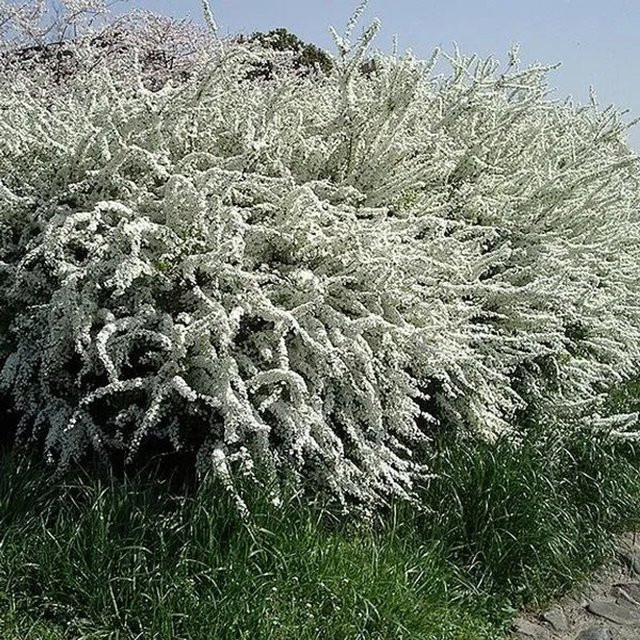 Arborix Frühlingsspiere Spiraea thunbergii als Zierstrauch mit weißen Blüten, Höhe: 40 bis 60 cm, im Container - Bild 1