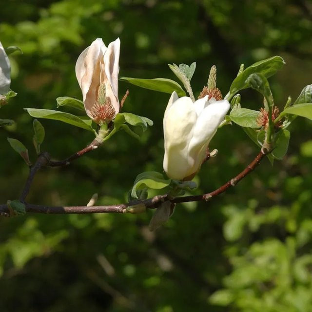 Magnolia Yellow Lantern Hochstamm gelber Zierbaum für den Garten, Höhe: 100-125 cm - Bild 1