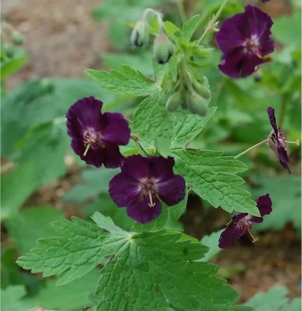 Storchenschnabel Raven Geranium phaeum lila mehrjährige Staude für Steingärten und Naturgärten - Bild 1