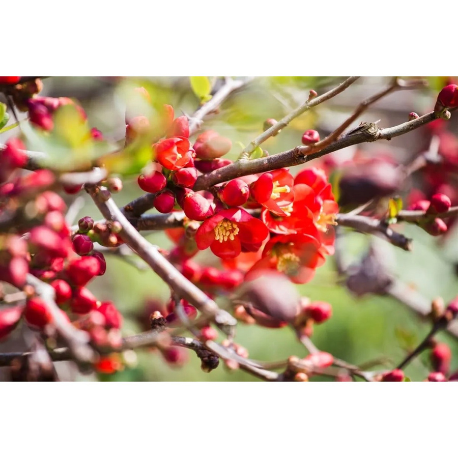 Chaenomeles Japonica Zierquitte als roter Zierstrauch für den Garten, Höhe: 80–100 cm - Bild 2