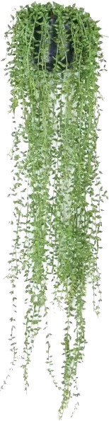 Künstliche Erbsenpflanze Karina von Aplanta, grün, Höhe: 70 cm - Bild 1