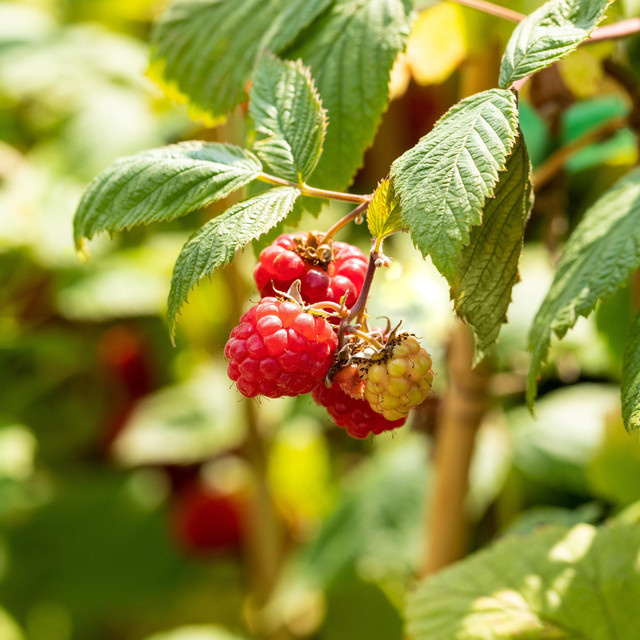 BIO Himbeere Willamette Rubus idaeus Strauch von BLUME2000 - Bild 1