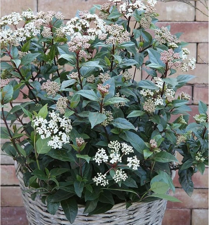 Mittelmeer Schneeball Eve Viburnum tinus von Nr-01.de, Zierstrauch in Weiß und Pink, 40-60 cm