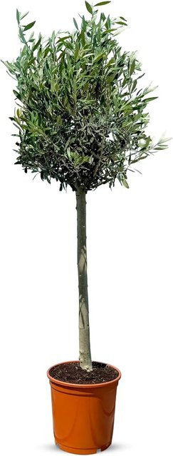 Sunny-Tree Olivenbaum Olea Europea, 8 Jahre alt, Höhe: 130 cm, winterhart bis -18 Grad, fruchtbildender Obstbaum für sonnige Standorte - Bild 1