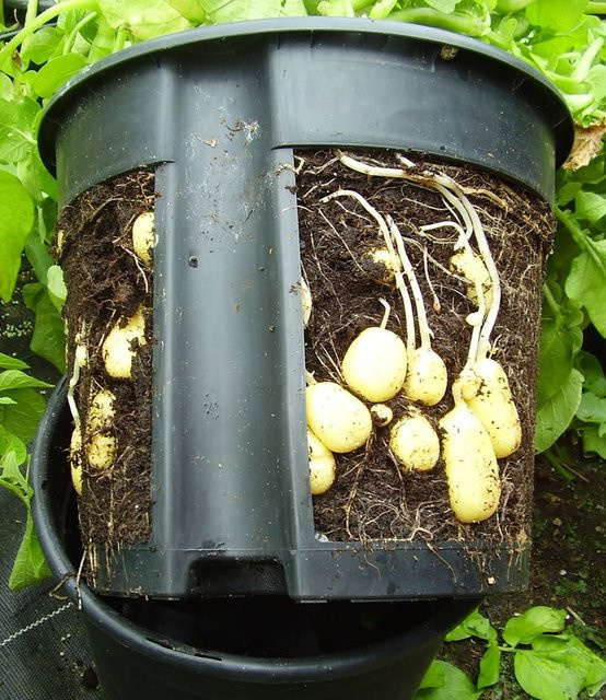 PotatoPot Pflanztopf in Schwarz für Gemüse, Kräuter und Obst - Bild 1