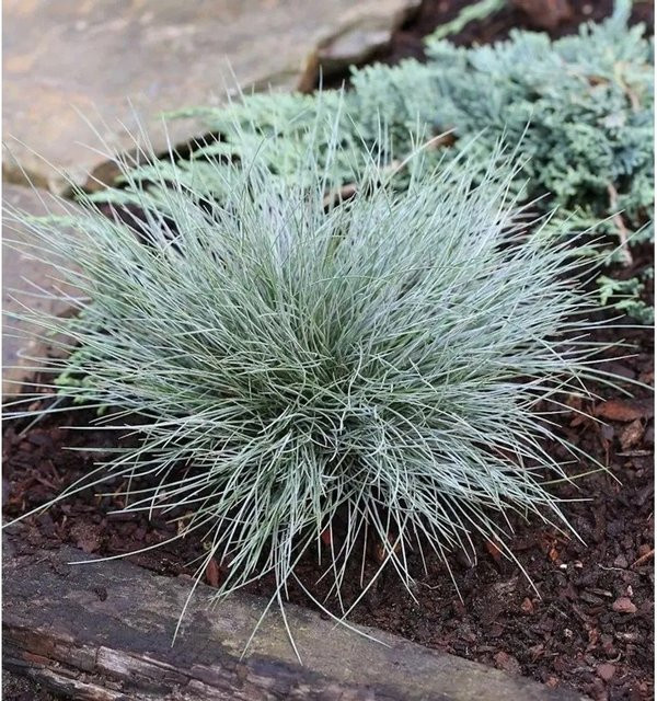 Blauschwingel Elijah Blue Festuca cinerea als Kübelpflanze und Bodendecker in Blau - Bild 1