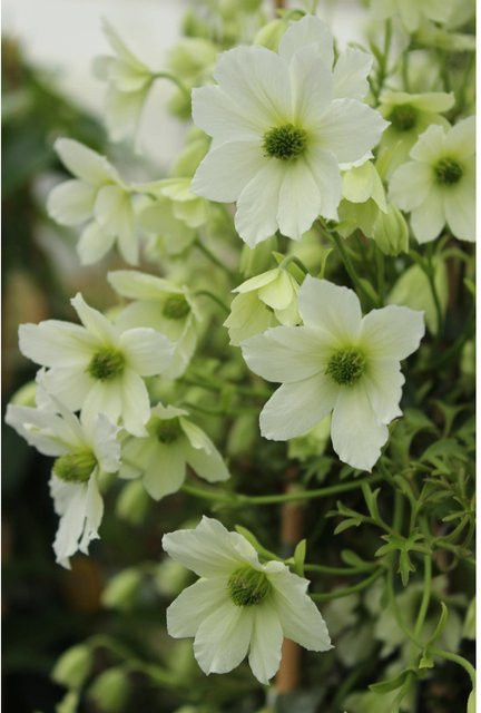 Clematis Hybride Waldrebe Joe Weiß, Höhe: 40 - 60 cm, Topf-Durchmesser: 17 cm - Bild 1