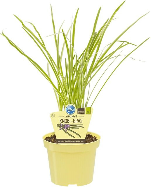 Blu Knobi-Gras Tulbaghia in Topf mit Ø ca. 11 cm - Bild 1