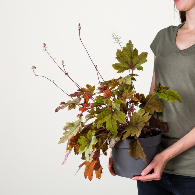Heuchera Purpurglöckchen Sweet Tea von BLUME2000 als mehrjährige Zierpflanze - Bild 1