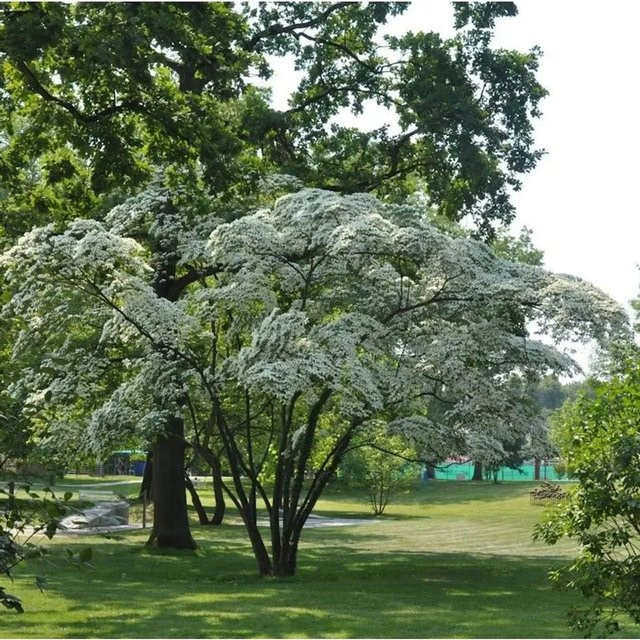 Hongkong-Hartriegel Cornus hongkonensis weiß Strauch von Die Nr-01.de Höhe: 40-60 cm - Bild 1
