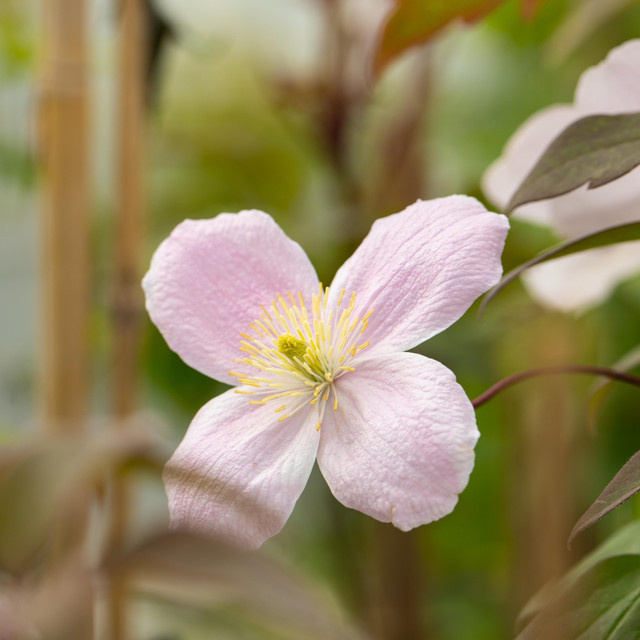 Clematis Fragrant Spring Kletterpflanze von BLUME2000 - Bild 1
