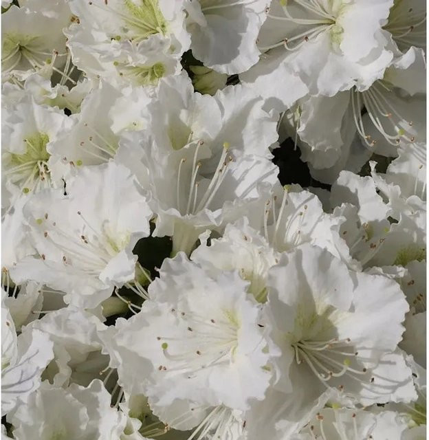 Japanische Azalee Maischnee Rhododendron obtusum als Zwerg Alpenrose in Topf, Höhe: 25-30 cm - Bild 1