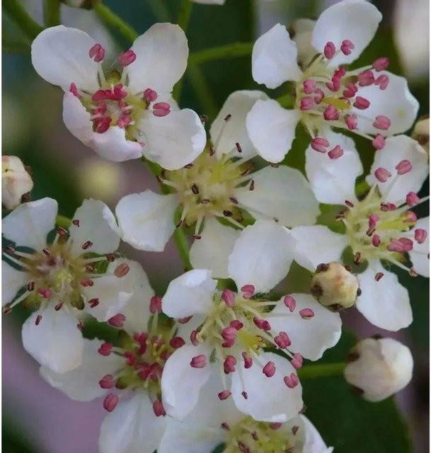Aronia melanocarpa Apfelbeere Hugin Schwarz Nr-01.de Strauch 60-80cm - Bild 1