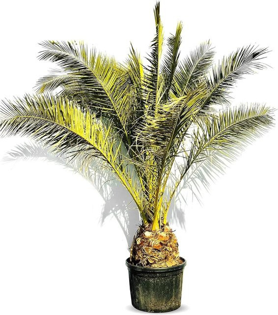 Sunny-Tree Kanarische Dattelpalme Phoenix Canariensis XXL, Grün, Höhe: 350 cm - Bild 1