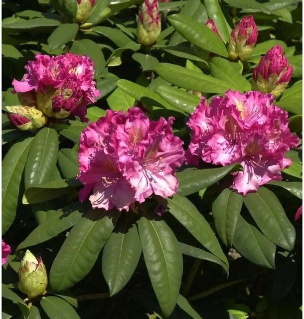 INKARHO Rhododendron Kirsten Begeer Alpenrose in Pink, Höhe: 55 cm - Bild 1