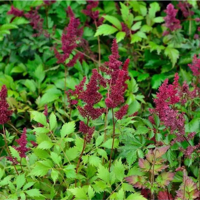 Astilbe japonica Prachtspiere Etna pink von Nr-01.de als Bodendecker und Schnittblume - Bild 1