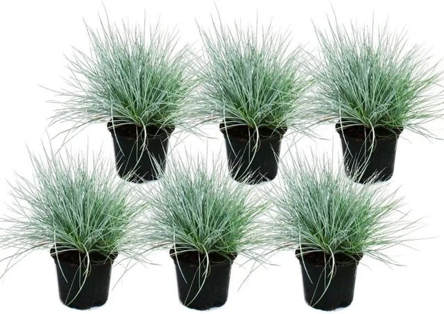 Exotenherz Blauschwingel-Gras Festuca Glauca Set mit 6 Pflanzen im 9cm Topf, Blau - Bild 1