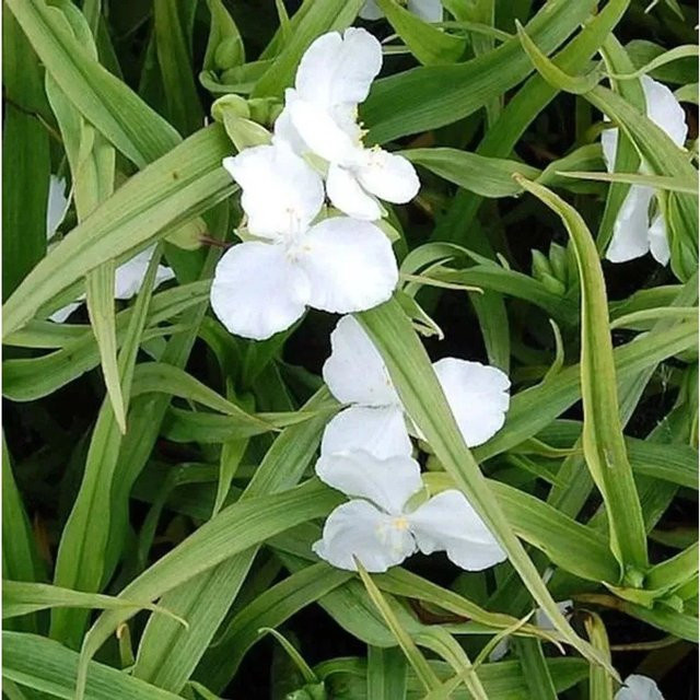 Tradescantia andersoniana Dreimasterblumen Innocence von Nr-01.de - Bild 1