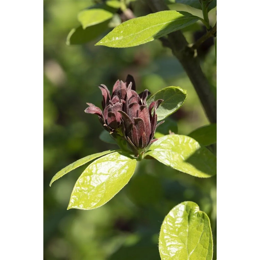 Calycanthus Floridus Gewürzstrauch Aromatisch Pflanzen für dich Höhe: 60–80 cm - Bild 2