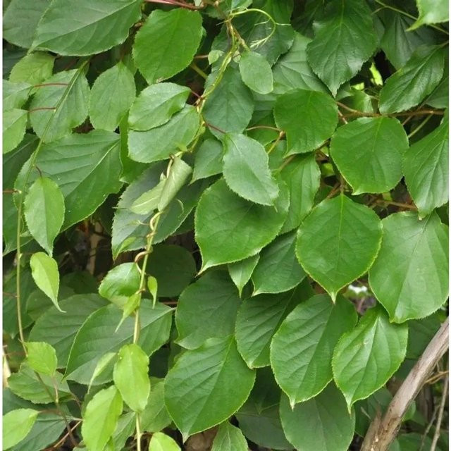 Mini-Kiwi Prince Jumbo Actinidia arguta männlich Nr-01.de Höhe: 60-80 cm - Bild 1