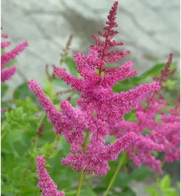 Astilbe cultorum Prachtspiere Rheinland pink Bodendecker und Schnittblume von Nr-01.de - Bild 1