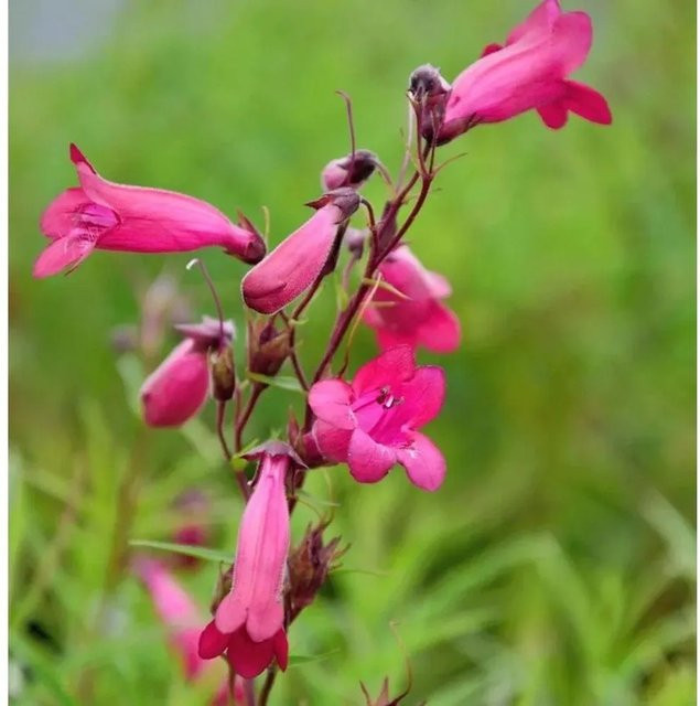 Penstemon cultorum Bartfaden Tabasco Gartenpflanze in Pink - Bild 1