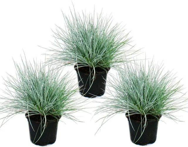 Exotenherz Blauschwingel-Gras Festuca Glauca, 3 Pflanzen im 9cm Topf, Blau - Bild 1