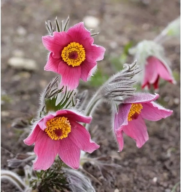 Küchenschelle Rubra Pulsatilla vulgaris im Topf, Farbe: Rot/Rosa - Bild 1