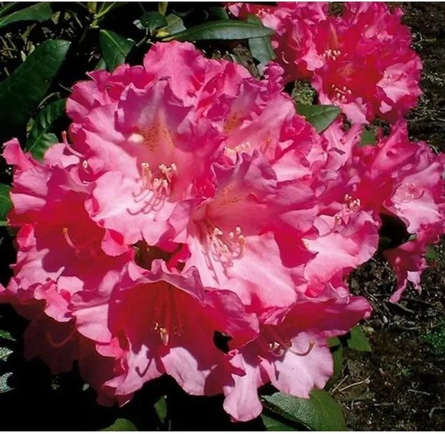 Rhododendron Kalinka Hochstamm Alpenrose in Pink, Höhe: 60-80 cm - Bild 1