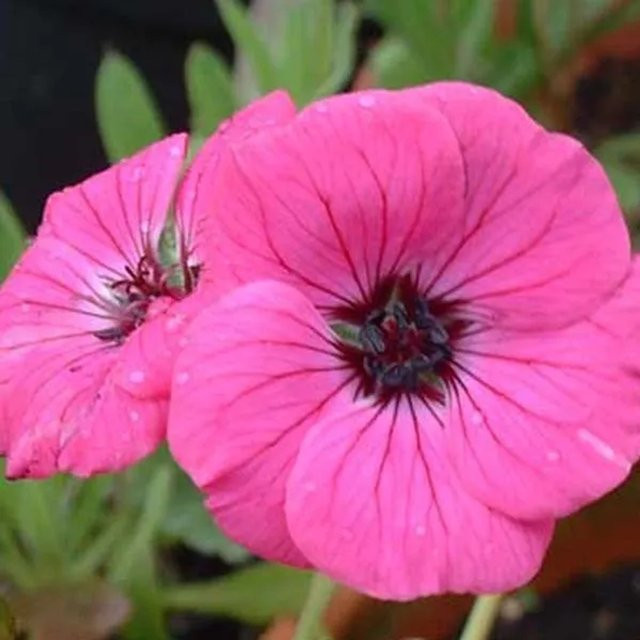 6er Set Arborix Storchschnabel Splendens Geranium cinereum in 9cm Töpfen, Aschgrau, Bodendecker-Stauden mit Blütezeit von Mai bis August - Bild 1