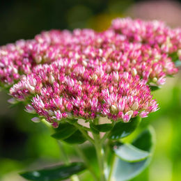 Hohes Fettblatt Herbstfreude in Rosa - Bild 1