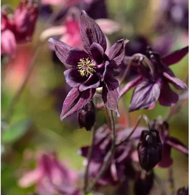 Schwarzviolette Akelei Aquilegia atrata als mehrjährige Pflanze für den Außenbereich - Bild 1