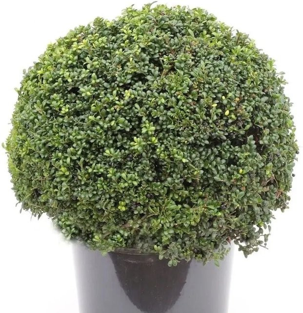 Japanische Stechpalme Ilex crenata Glori Gem als Kugelschnitt Heckenpflanze in Grün, Topfgröße 20-25 cm - Bild 1