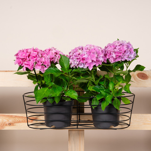 BLUME2000 Metall Balkontopfhänger modern Schwarz Höhe: 24,5 cm, Breite: 21 cm - Bild 1