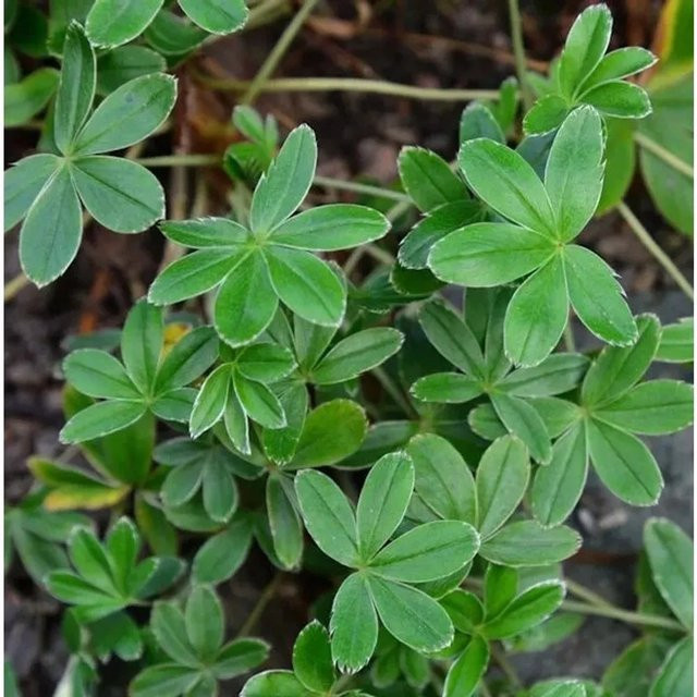 Alpen Frauenmantel Alchemilla alpina grüne Staude für Kiesgarten und Steingarten - Bild 1