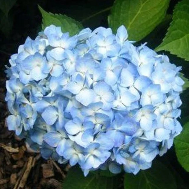 Arborix Hortensie 'Gertrud Glahn' Hydrangea macrophylla mit kugelförmigen Blüten in Pink und Blau, Höhe: 30 cm - Bild 1
