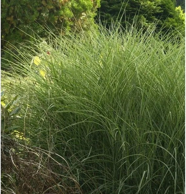 Chinaschilf Morning Light Miscanthus sinensis im XXXL Topf von Nr-01.de, grün - Bild 1