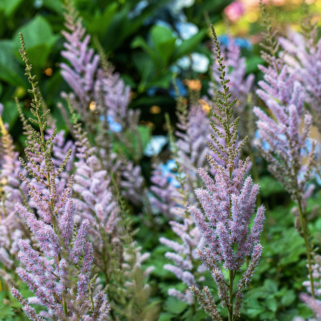 BIO Astilbe Prachtspiere Chinensis BLUME2000 3 Stück - Bild 1