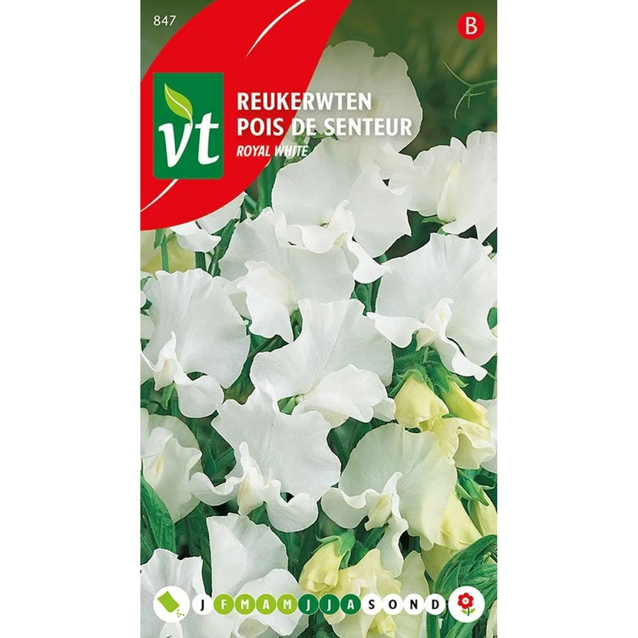 Arborix Dufterbsen Königlich Weiß Samen für Garten und Haus, 3 g - Bild 2