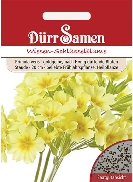 Dürr Samen Wiesen-Schlüsselblume Mehrjähriges Saatgut mit goldgelben honigduftenden Blüten - Bild 1