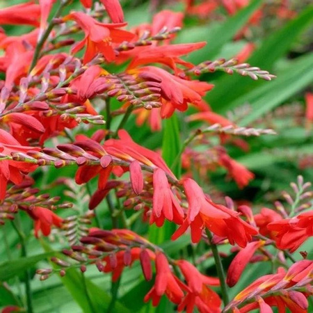 6er Set Crocosmia Montbretie Emberglow arborix Stauden mit tiefroten Blüten im 9 cm Topf