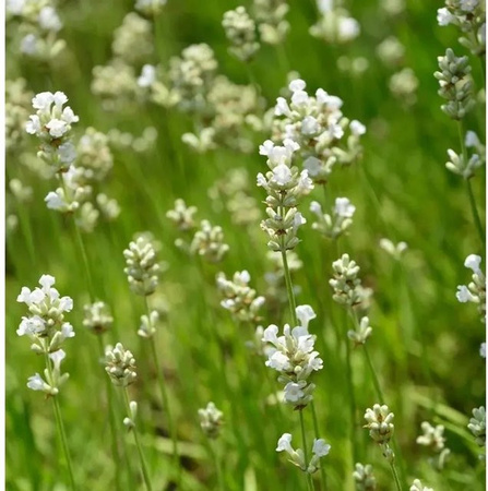 Echter Lavendel Nana Alba Lavandula angustifolia weiße Blüte als mehrjährige Gartenpflanze von Nr-01.de
