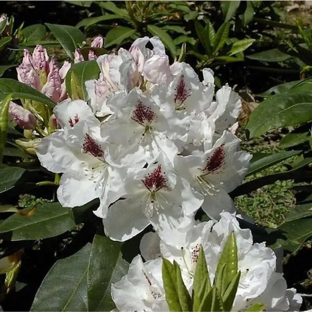 Großblumiger Rhododendron Gudrun Alpenrose als Zierstrauch für Hausgärten und Parks, Höhe: 30-40 cm - Bild 1