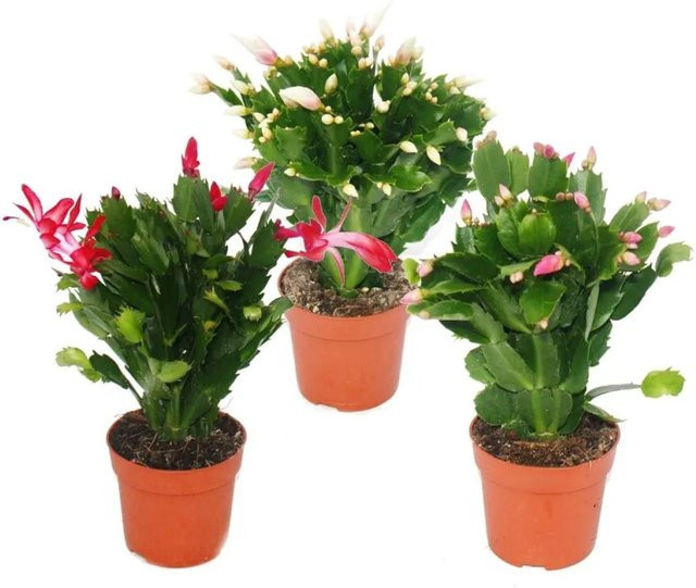 Exotenherz Weihnachtskaktus Schlumbergera Set mit 3 Topfpflanzen in Rot, Pink und Weiß - Bild 1