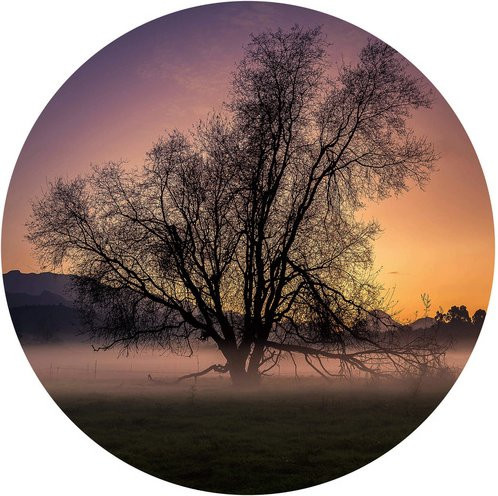 K&L Wall Art Vliestapete Cuadrado Nebel Baum des Lebens, runde Wandgestaltung in Mehrfarbig und Matt, B/H: 188 x 188 cm - Bild 1