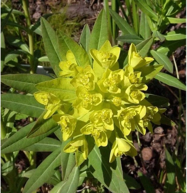 Sumpfwolfmilch Euphorbia palustris als pflegeleichte Gartenstaude für den Außenbereich von Nr-01.de - Bild 1