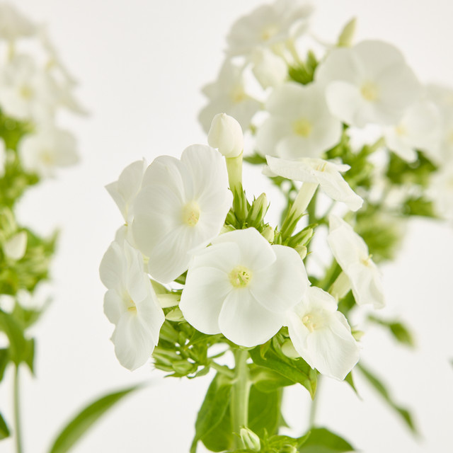 Blume2000 Phlox weiß Bunch - Bild 1