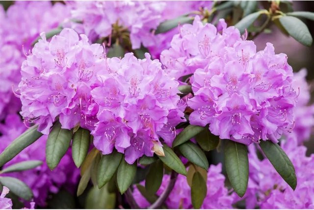 Rhododendron Roseum Elegans mit rosa Blüten, Zierstrauch für den Garten, Höhe: 100–120 cm - Bild 1