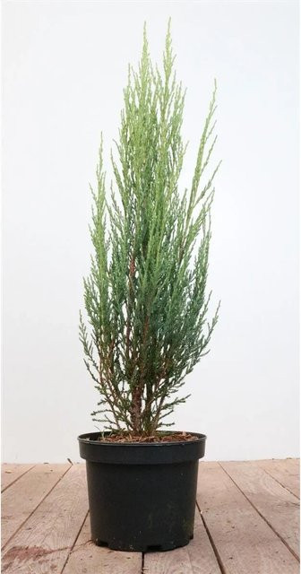 Juniperus Scopulorum Blue Arrow Säulenwacholder Blaugrün von Pflanzen für dich, 40–60 cm - Bild 1