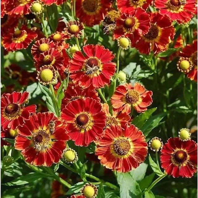 Sonnenbraut Königstiger Helenium cultorum Gartenpflanze für das Beet - Bild 1